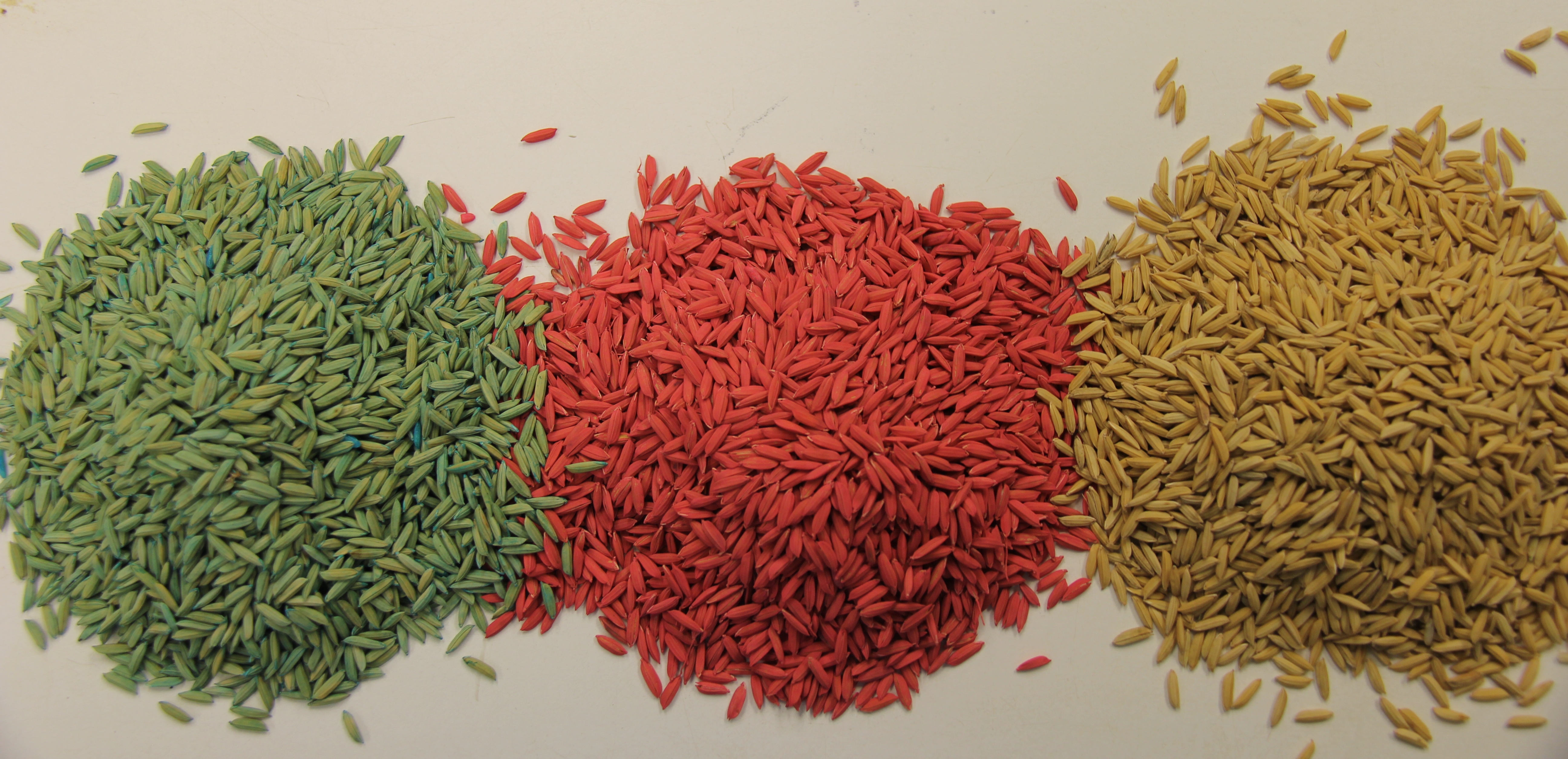 Insect Pests Drive Regional Differences in Rice Seed Treatment Use